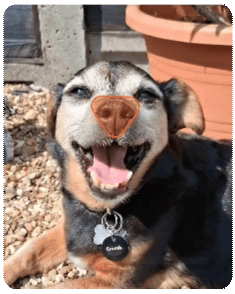 snout_scan_02_.gif